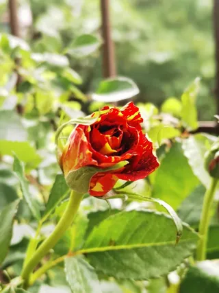 夏季满天星月季花苞