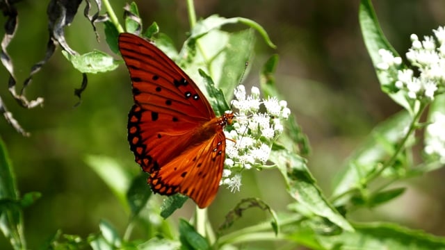 蝴蝶, 扑, 翅膀, 昆虫, 甲虫，昆虫, 动物, 野生动物