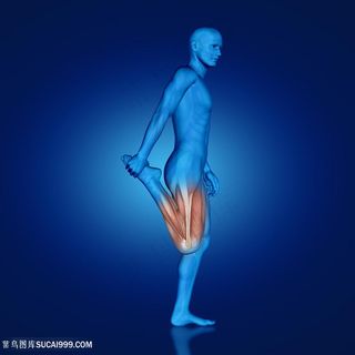 单腿人体肌肉透视图片