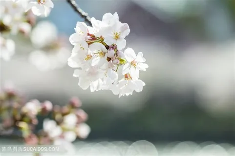 美丽的白色樱花花朵高清图片 美丽的白色樱花花朵高清图片