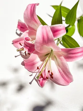 白色纯洁百合摄影素材