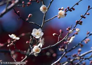 花卉物语-树枝上漂亮的白色梅花