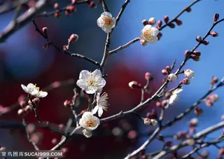 花卉物语-树枝上漂亮的白色梅花
