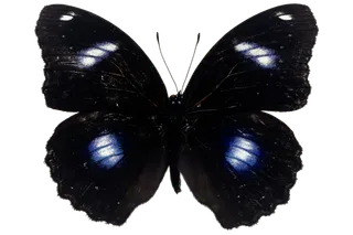 蝴蝶 彩蝶 花蝴蝶 动物 昆虫 免抠