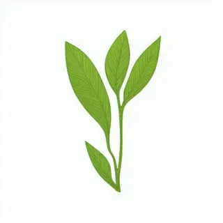 一小枝树叶png免抠