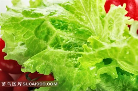 生菜高清摄影图