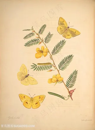 蝴蝶植物花枝复古图谱