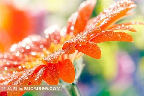 沾满水珠的雏菊花摄影高清图片