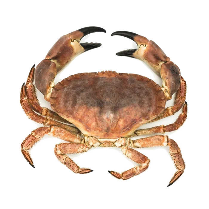 螃蟹(2)海鲜超市商品红酒白底图免抠实物摄影png格式图片透明底