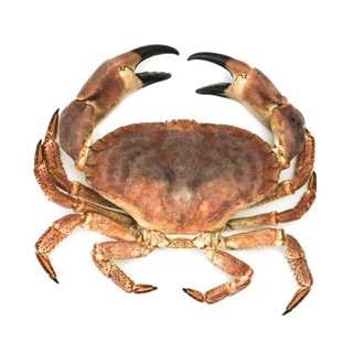 螃蟹(2)海鲜超市商品红酒白底图免抠实物摄影png格式图片透明底