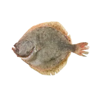 鱼类(39)海鲜超市商品红酒白底图免抠实物摄影png格式图片透明底