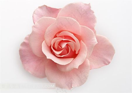 白色背景下粉红色玫瑰花 白色背景下粉红色玫瑰花