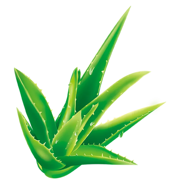 芦荟卡通简笔