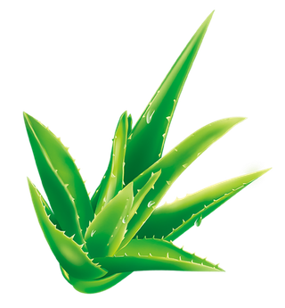 芦荟卡通简笔