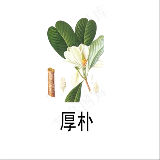 手绘草本中药药材厚朴