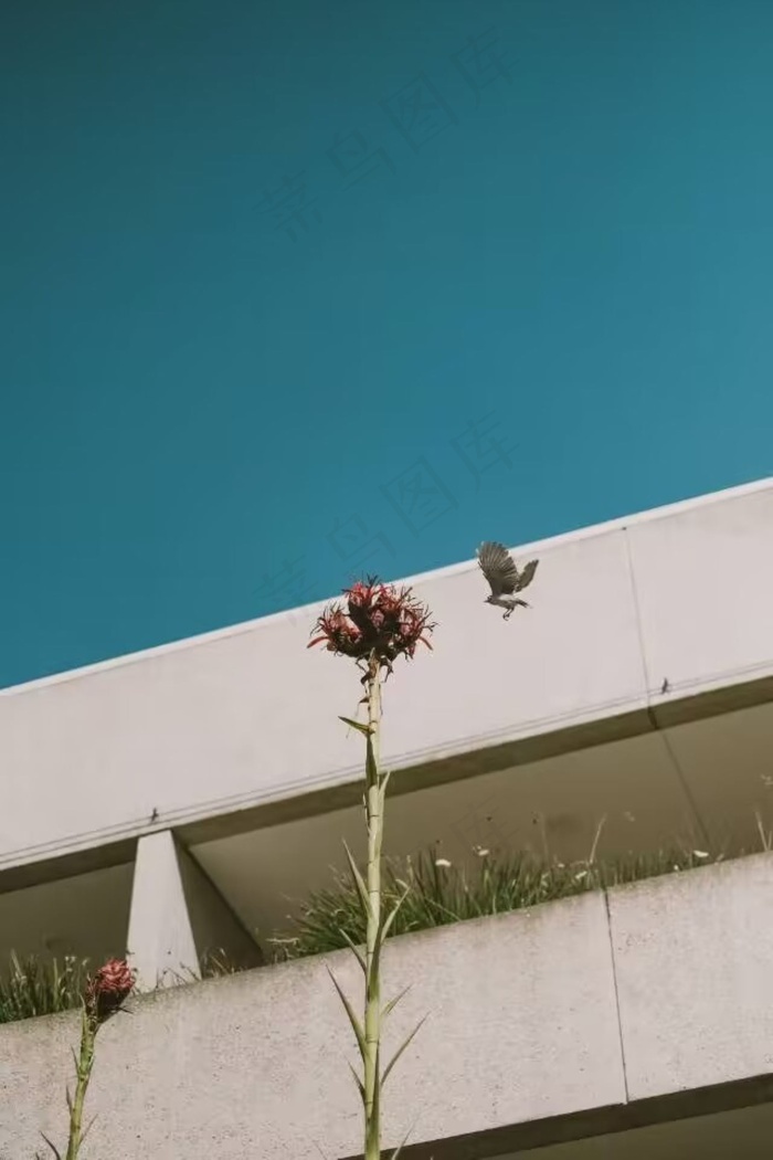 鸟啄花的瞬间