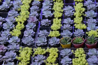 多肉盆栽培育图片