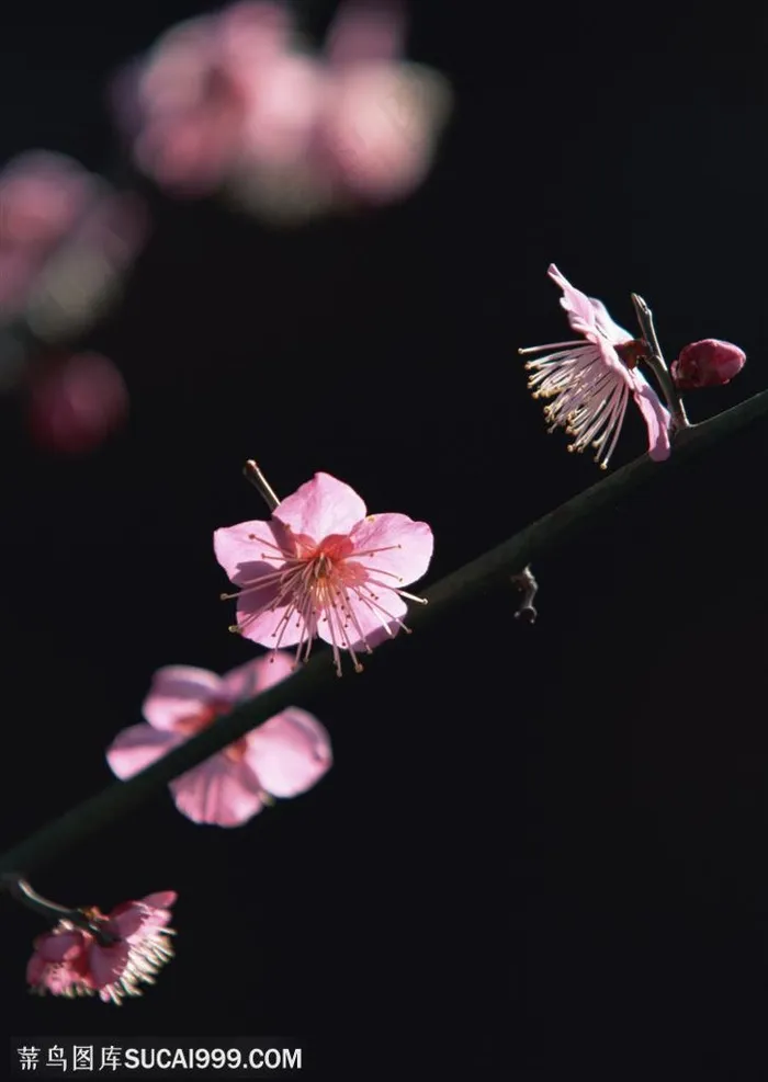 花卉物语-枝头漂亮的粉色梅花