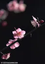 花卉物语-枝头漂亮的粉色梅花