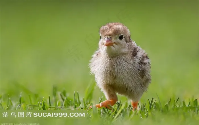 草地上的小鸡摄影