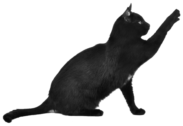 猫爪卡通动物