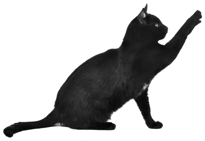 猫爪卡通动物