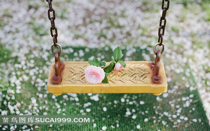 蔷薇科粉色的樱花秋千