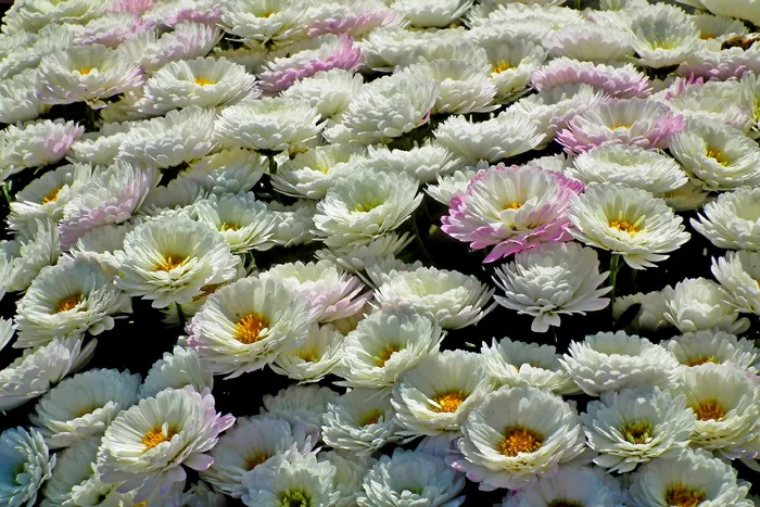 水中白莲花图片