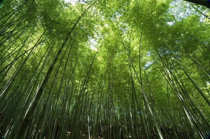 高清唯美清新竹林风景图片