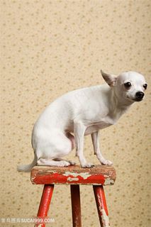 椅子上的吉娃娃宠物狗狗图片
