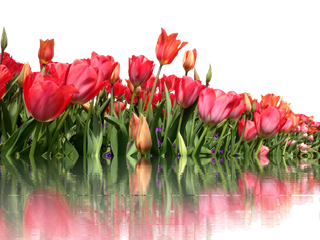 郁金香 孤立 红色的 春天 透明的 春天的花朵