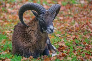 一只老山羊图片