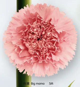 粉黛康乃馨图片