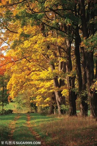树木树叶- 林间小道旁的一排大树