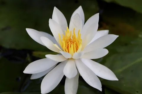 白色睡莲花绽放图片 白色睡莲花绽放图片