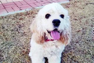 美国可卡犬图片