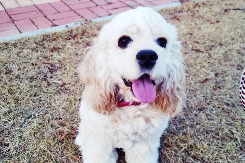 美国可卡犬图片 美国可卡犬图片