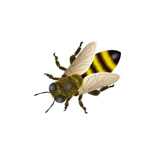 蜜蜂免抠(500x500)