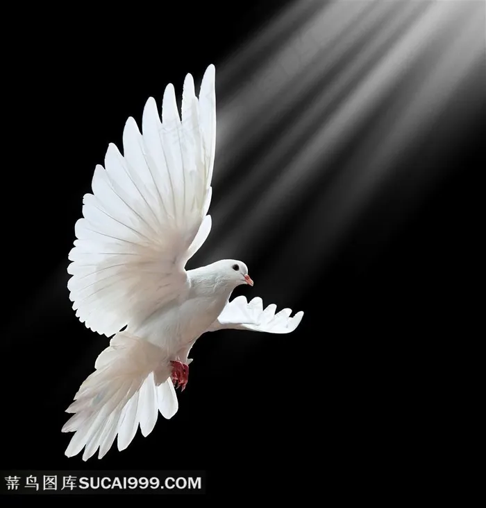 和平鸽图片素材
