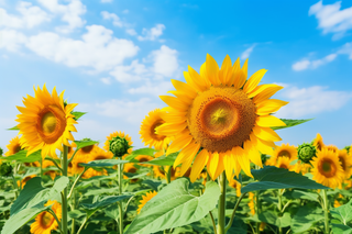 向日葵种植园蓝天白云摄影图