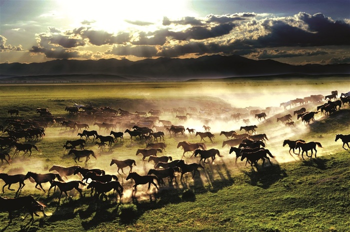 草原上一群奔跑中的骏马图片