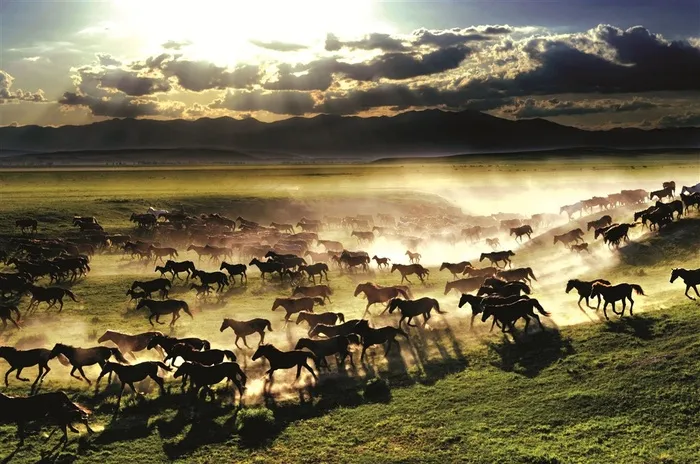 草原上一群奔跑中的骏马图片