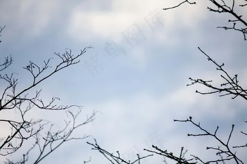 树枝天空图片 树枝天空图片
