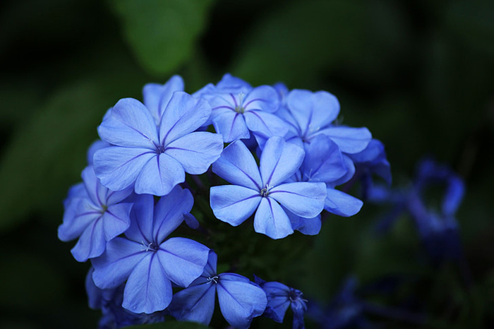 花朵 花束 植物 素材 (219)