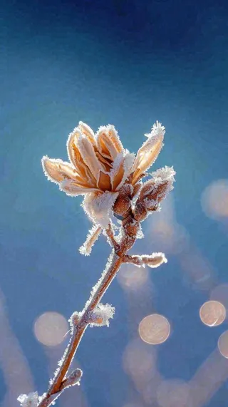 冬天白霜覆盖的植物立冬霜降小雪大雪冬至摄影图