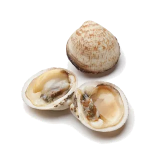 螺贝类带壳类(90)海鲜超市商品红酒白底图免抠实物摄影png格式图片透明底