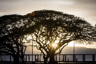 夕阳下的古树剪影图片