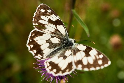 白色格纹蝴蝶图片