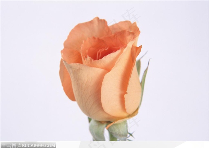 玫瑰花物语-淡黄色的玫瑰