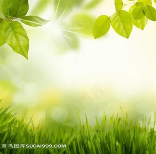 绿叶树叶图片